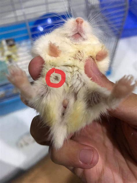 hamster nipples|Anatomy